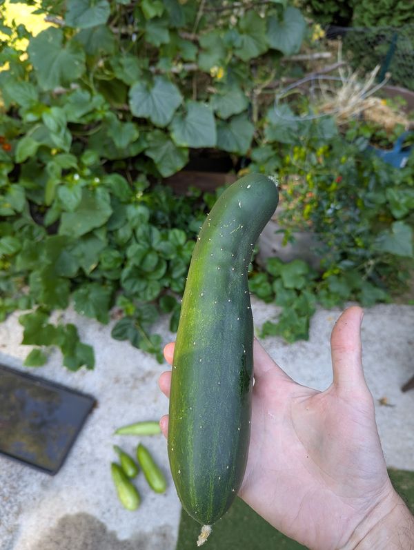 Huge cucumber