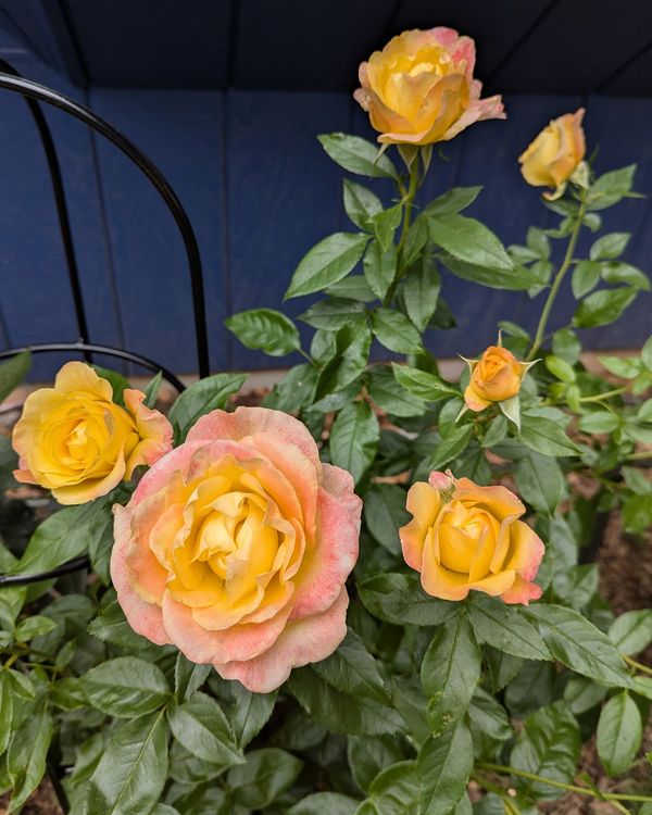 Roses in bloom