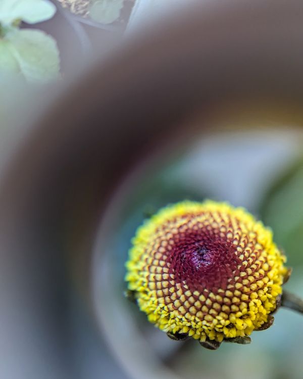 Toothache plant at 30x or 60x zoom