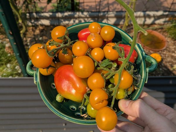 Tomato haul
