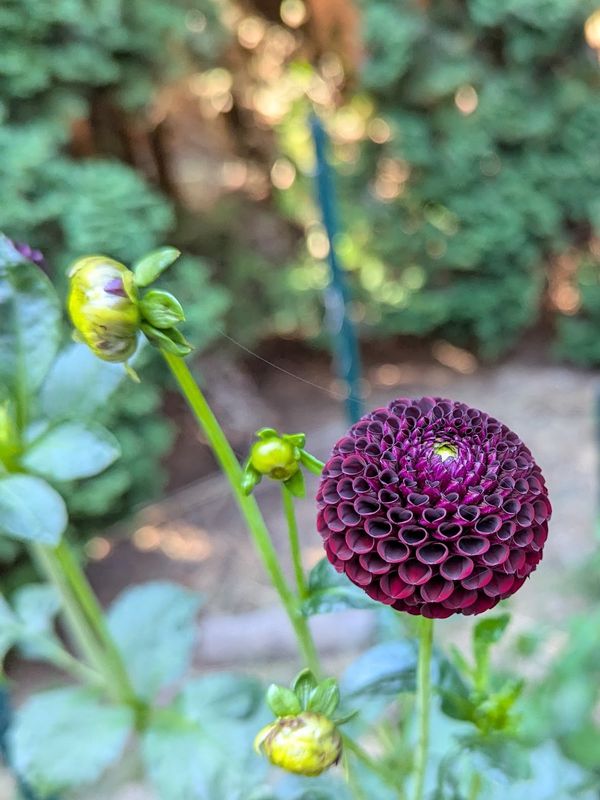 Dark dahlia bloom